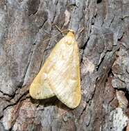 Image of pale maple moth
