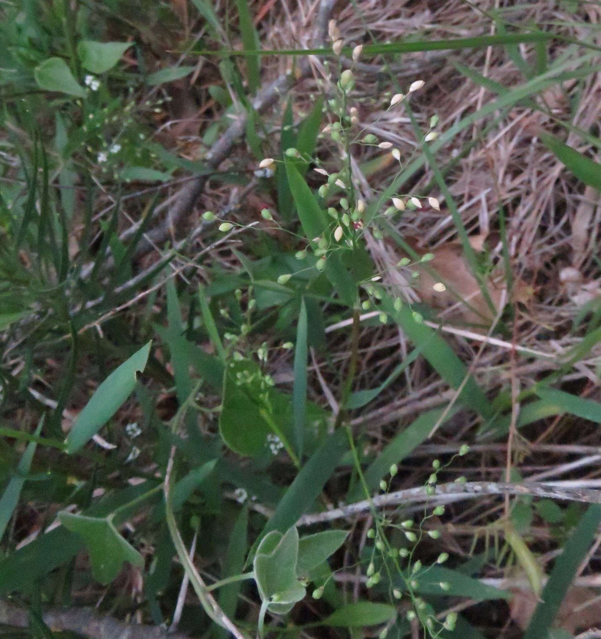 Image of Heller's Rosette Grass