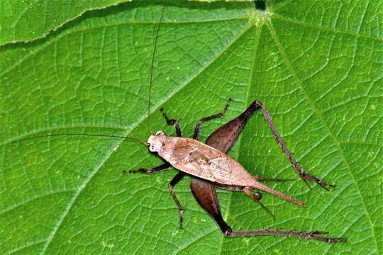 صورة Eneoptera