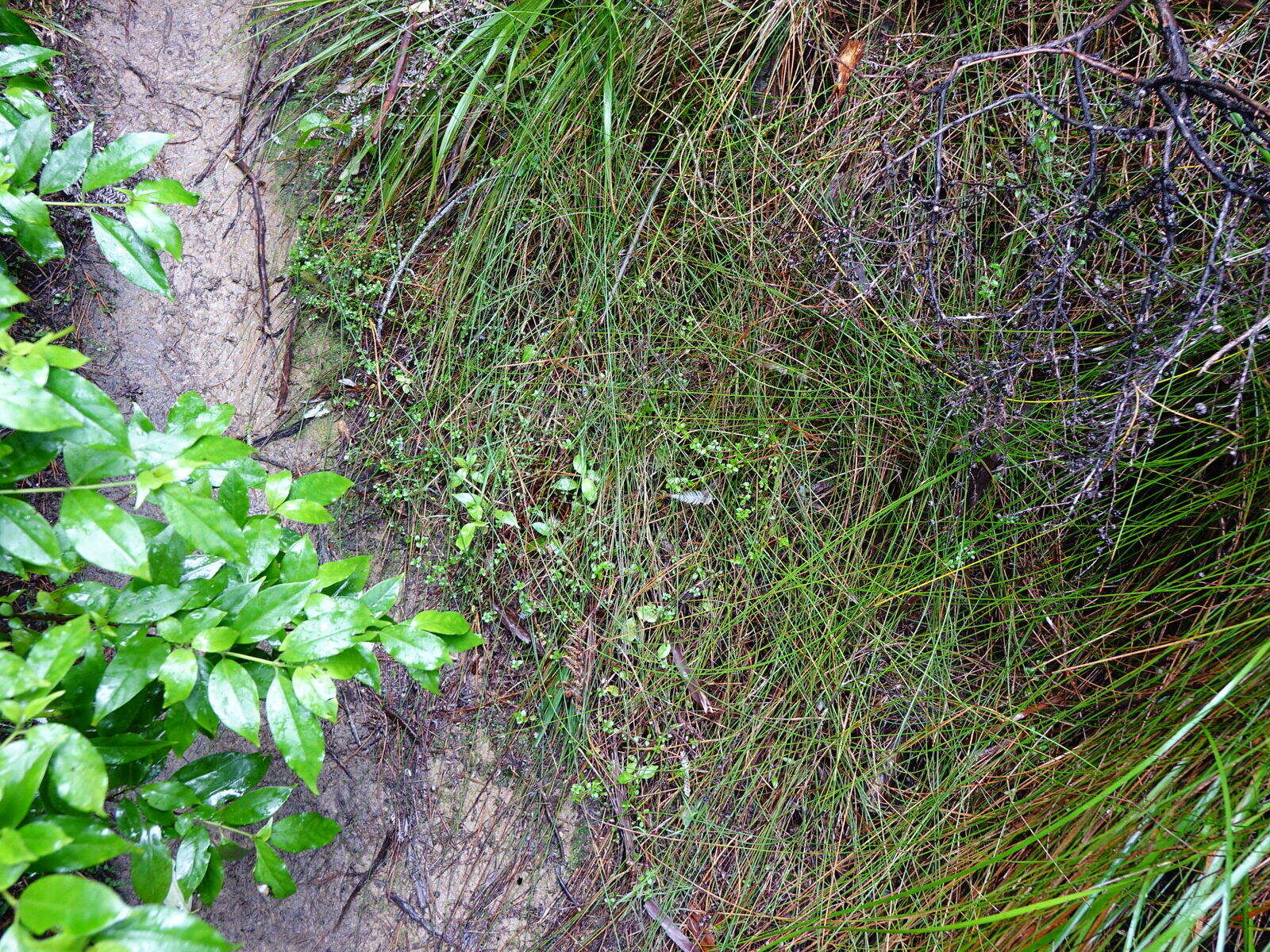 Image of Gonocarpus incanus (A. Cunn.) Orchard