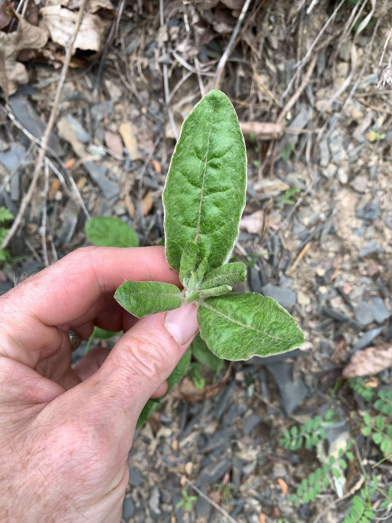 Image of shale barren buckwheat