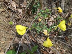 Oenothera argillicola Mackenzie的圖片