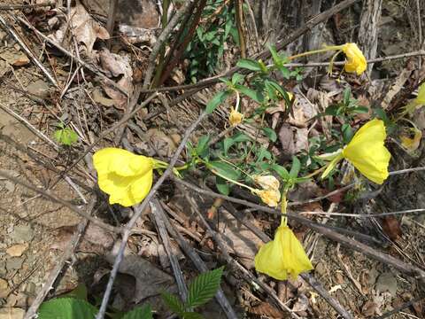 Oenothera argillicola Mackenzie的圖片