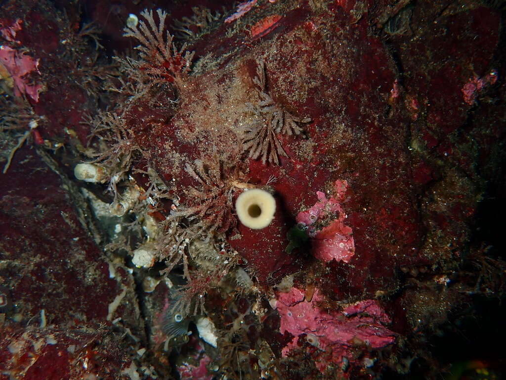 Image of lacy horny sponge