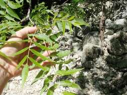 Image de Juglans microcarpa Berl.