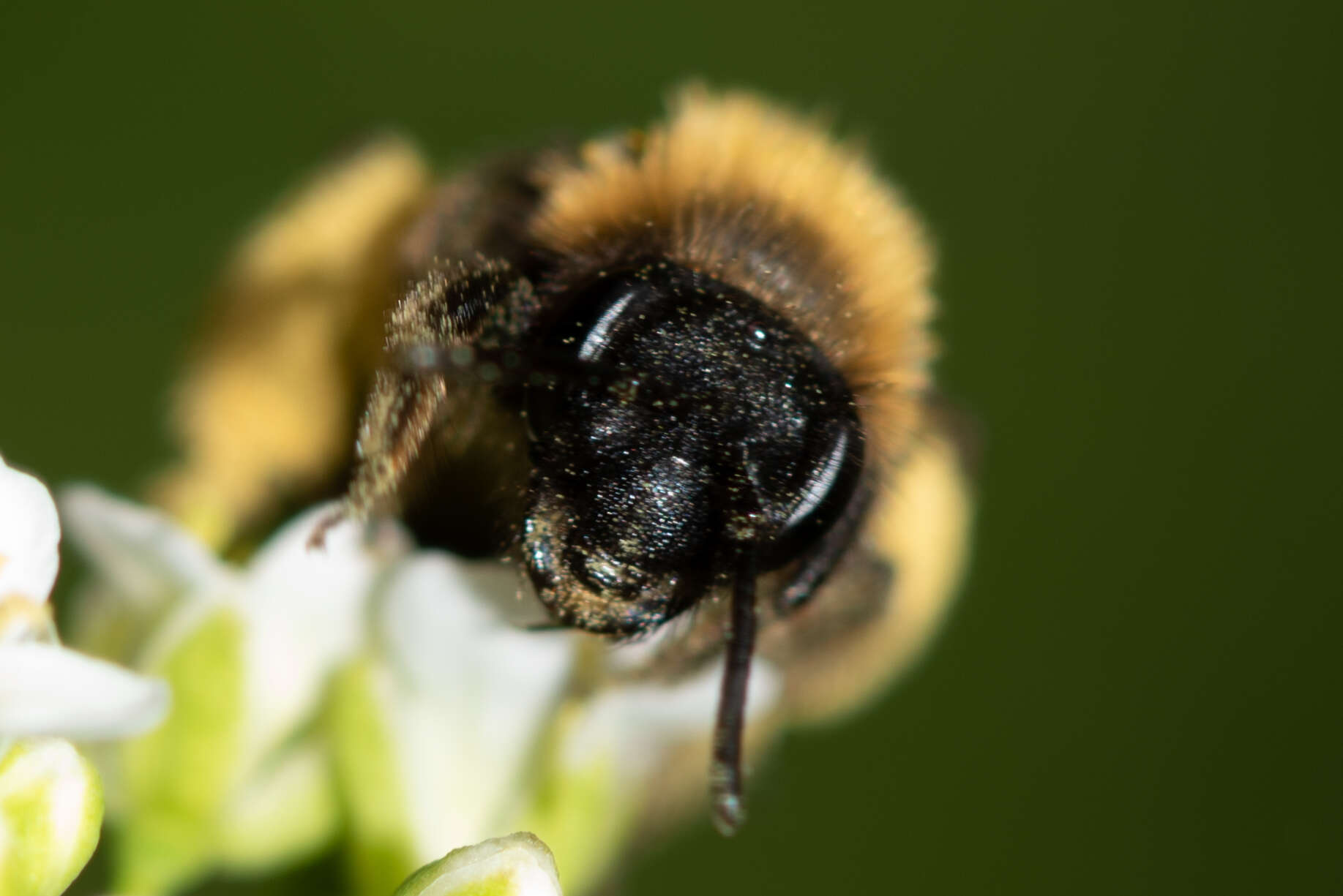 Image of Andrena bicolor Fabricius 1775