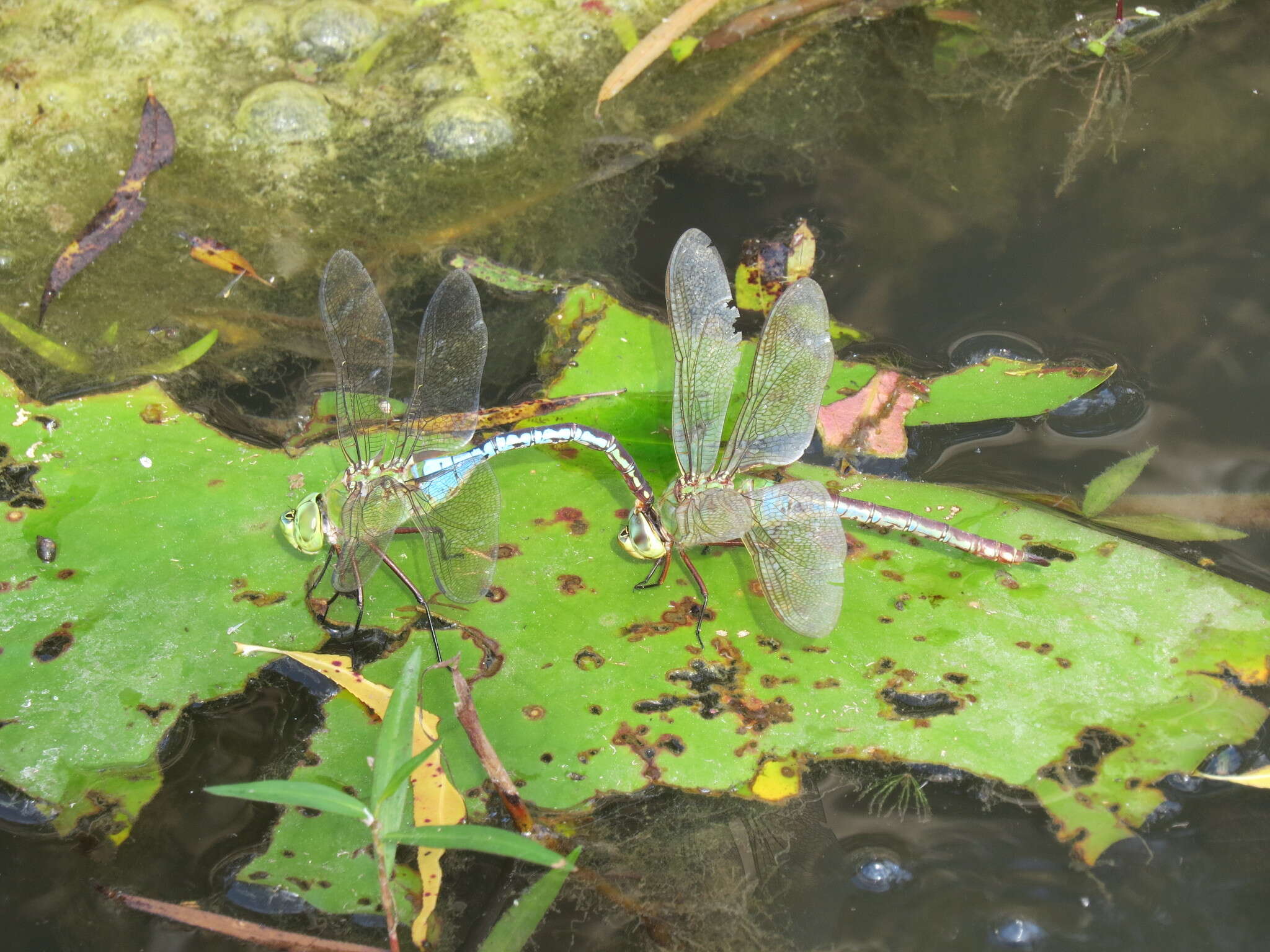 Image of Common Green Darner