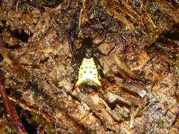 Image of Micrathena parallela (O. Pickard-Cambridge 1890)