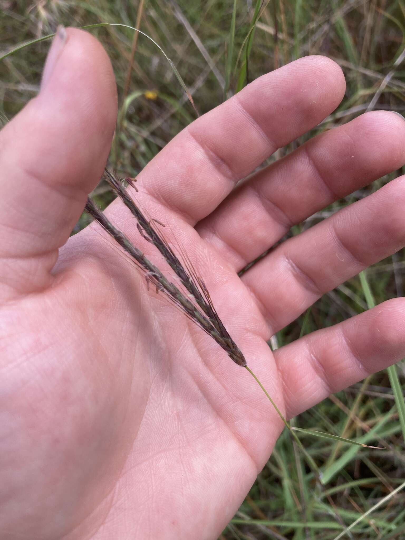 Image of Dichanthium setosum S. T. Blake