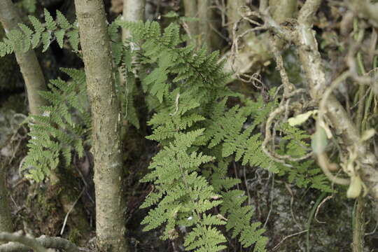 Plancia ëd Myriopteris myriophylla (Desv.) J. Sm.