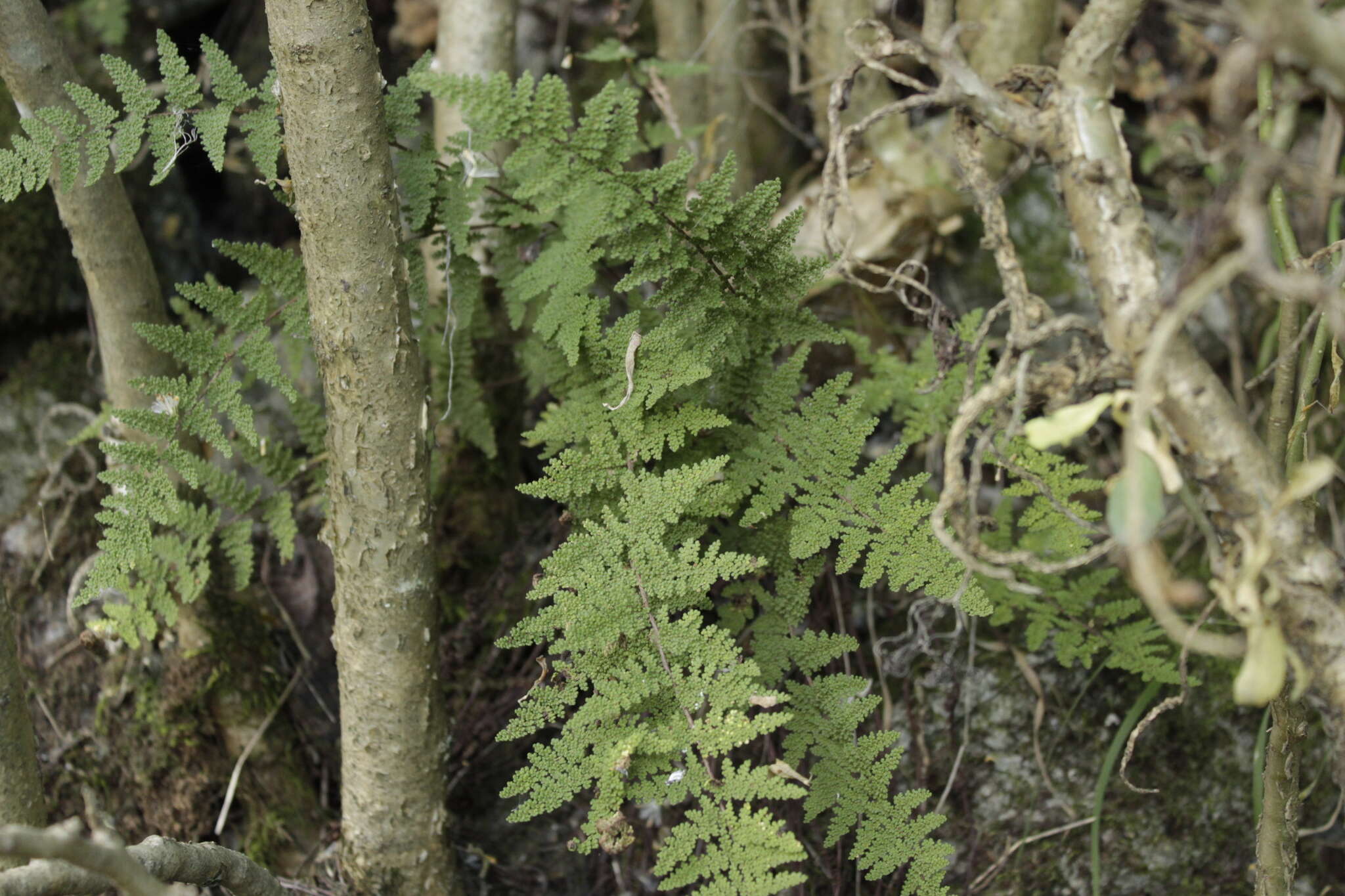 Image of Myriopteris myriophylla (Desv.) J. Sm.