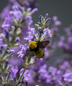 Image of Morrison Bumble Bee