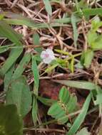 Image de Bonnaya ciliata (Colsm.) Spreng.