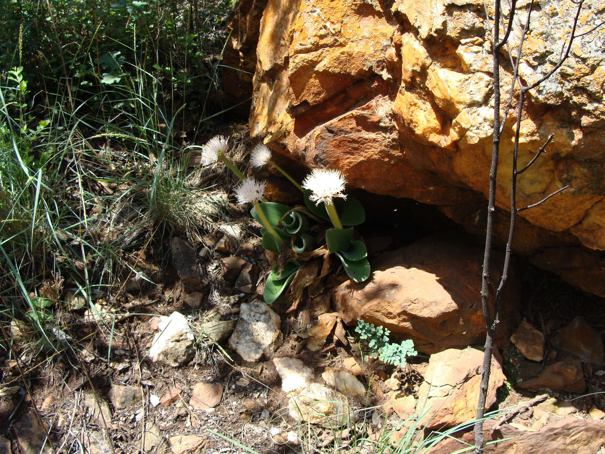 Image of Haemanthus humilis subsp. hirsutus (Baker) Snijman