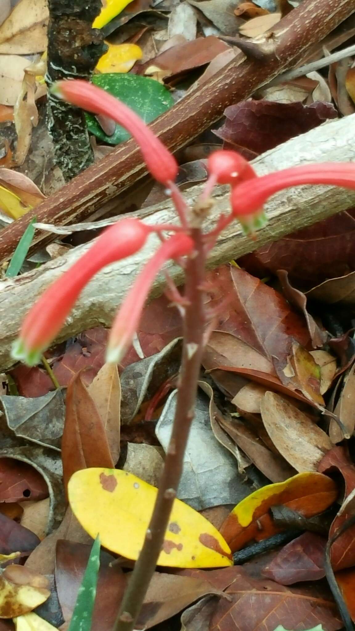 Aloe ambrensis J.-B. Castillon resmi