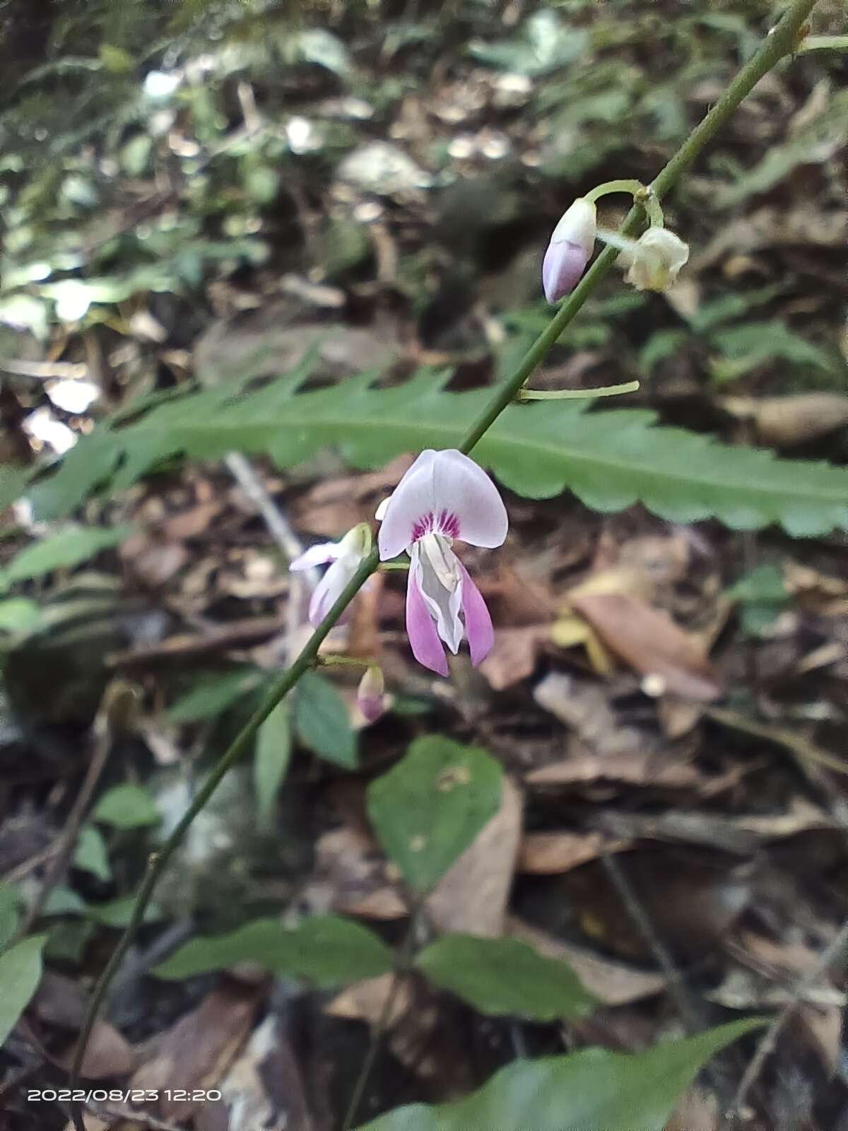 Plancia ëd Hylodesmum leptopus (Benth.) H. Ohashi & R. R. Mill