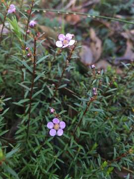 Image of Euryomyrtus ramosissima subsp. ramosissima