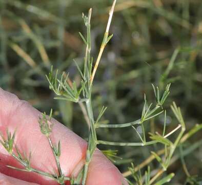 Image of Asparagus denudatus (Kunth) Baker