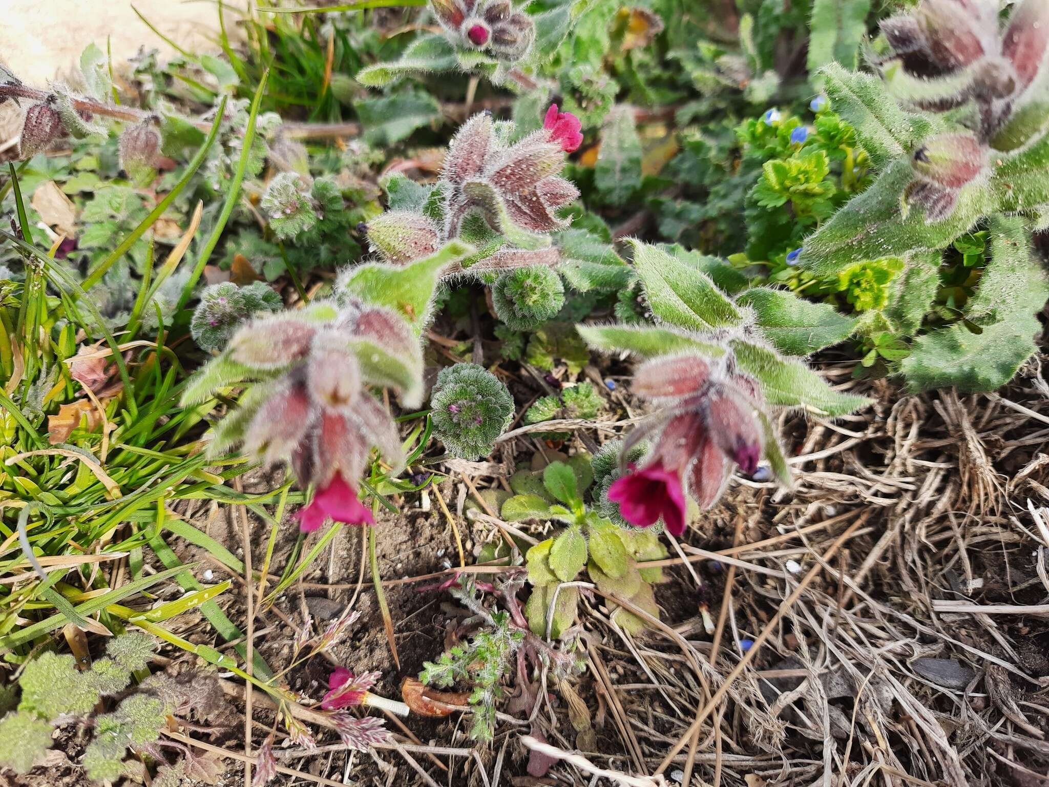 Image of rose monkswort