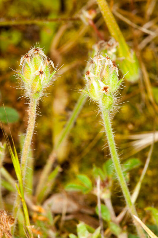 Image of Plantago bellardii All.