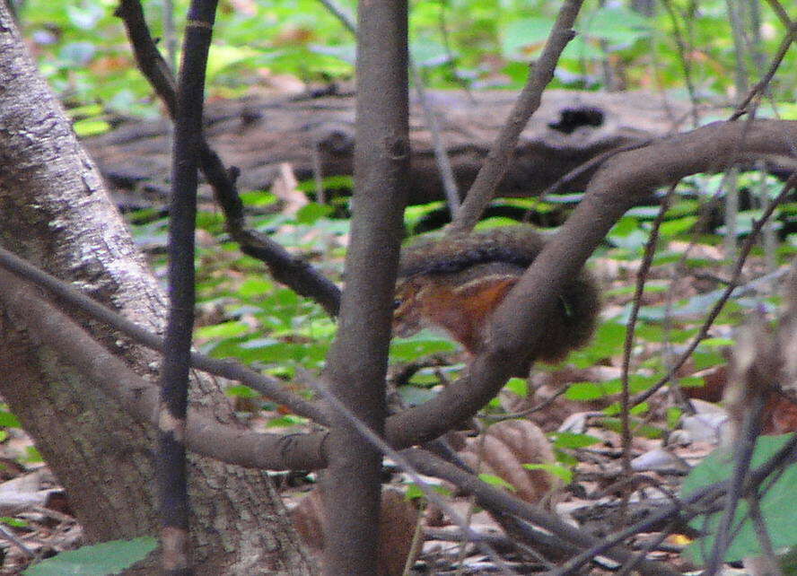 Image of Fire-footed Rope Squirrel