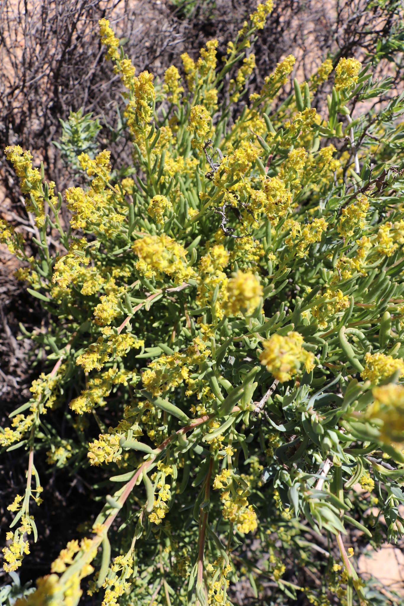 Image of Tetragonia fruticosa L.