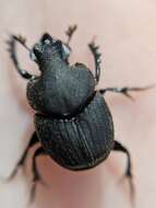 Image of Scooped Scarab