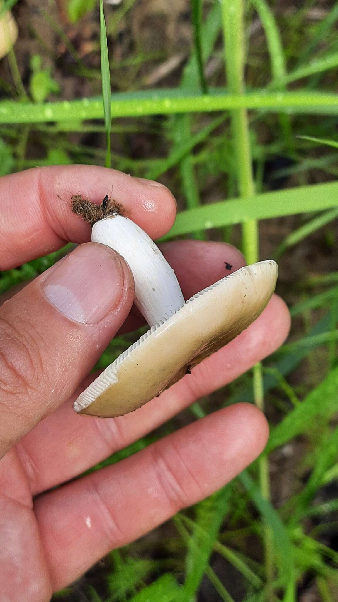 صورة Russula consobrina (Fr.) Fr. 1838