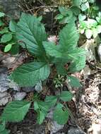 Image of Stone Bramble