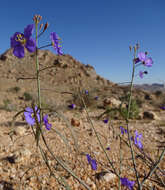 Imagem de Heliophila trifurca Burch. ex DC.