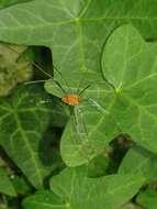 Image of Leiobunum euserratipalpe Ingianni, McGhee & Shultz 2011