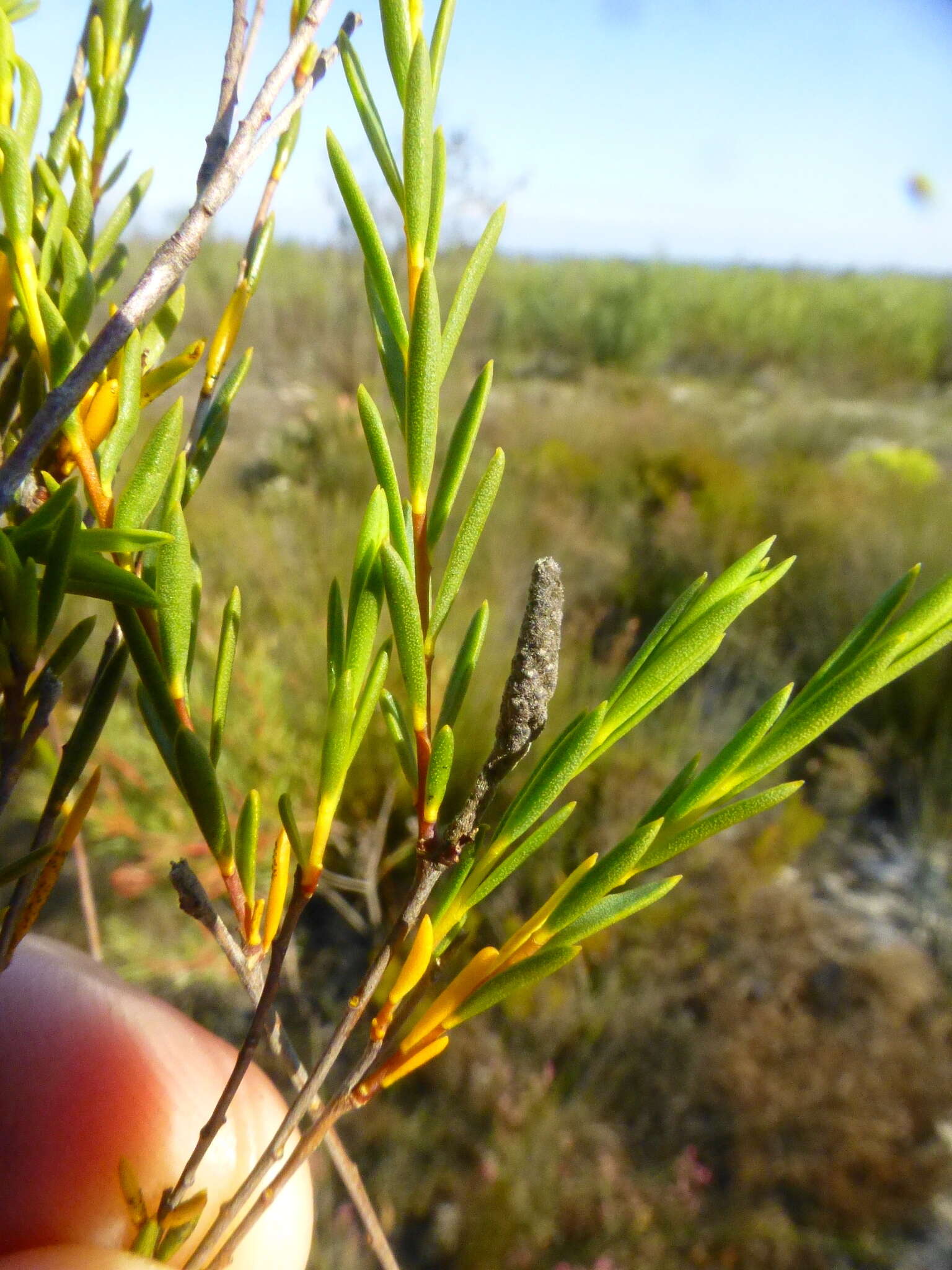 Image of Lachnaea capitata (L.) Cr.