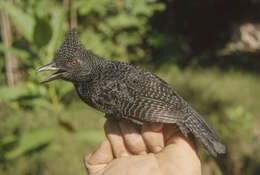 Image of Undulated Antshrike