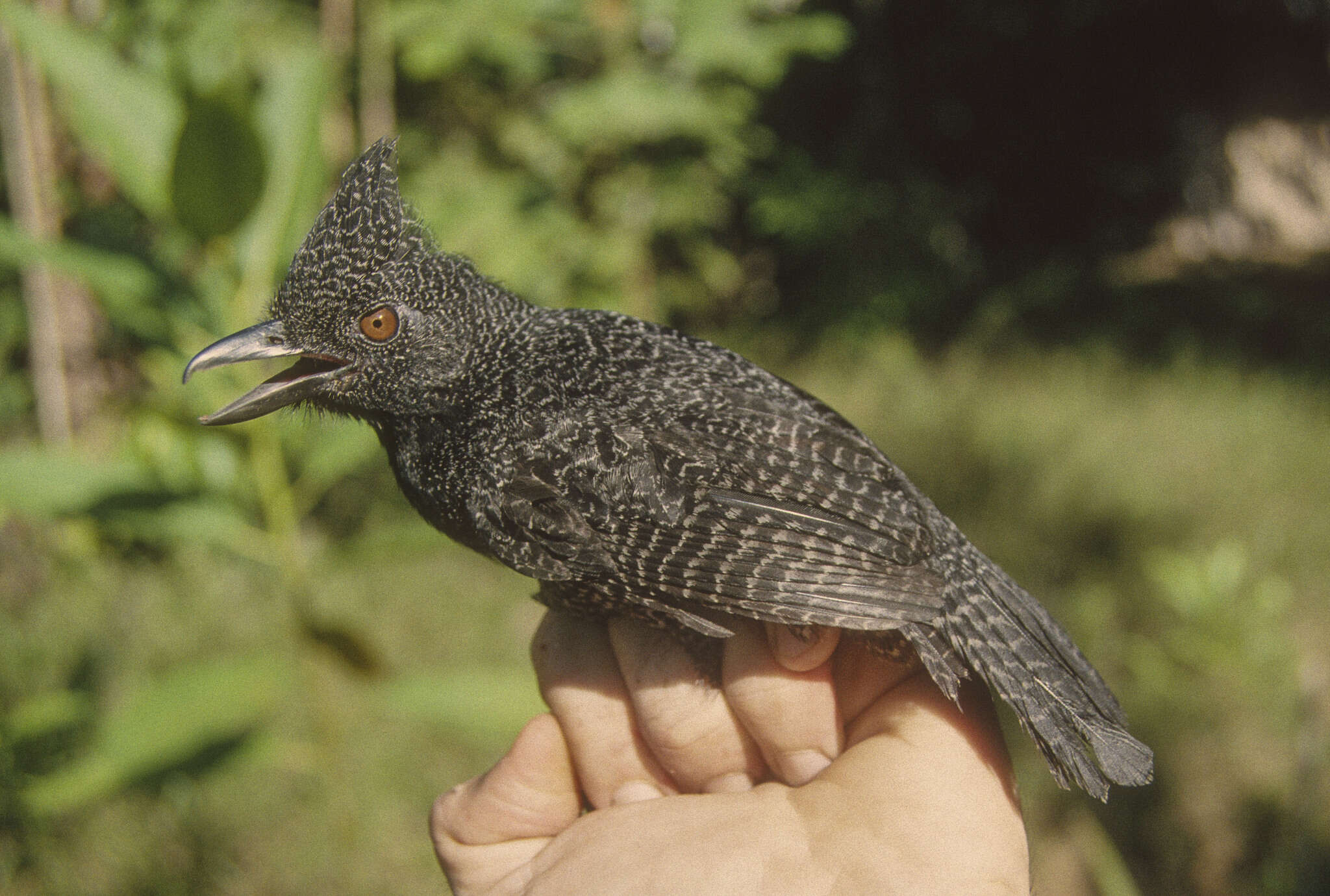 Image of Undulated Antshrike