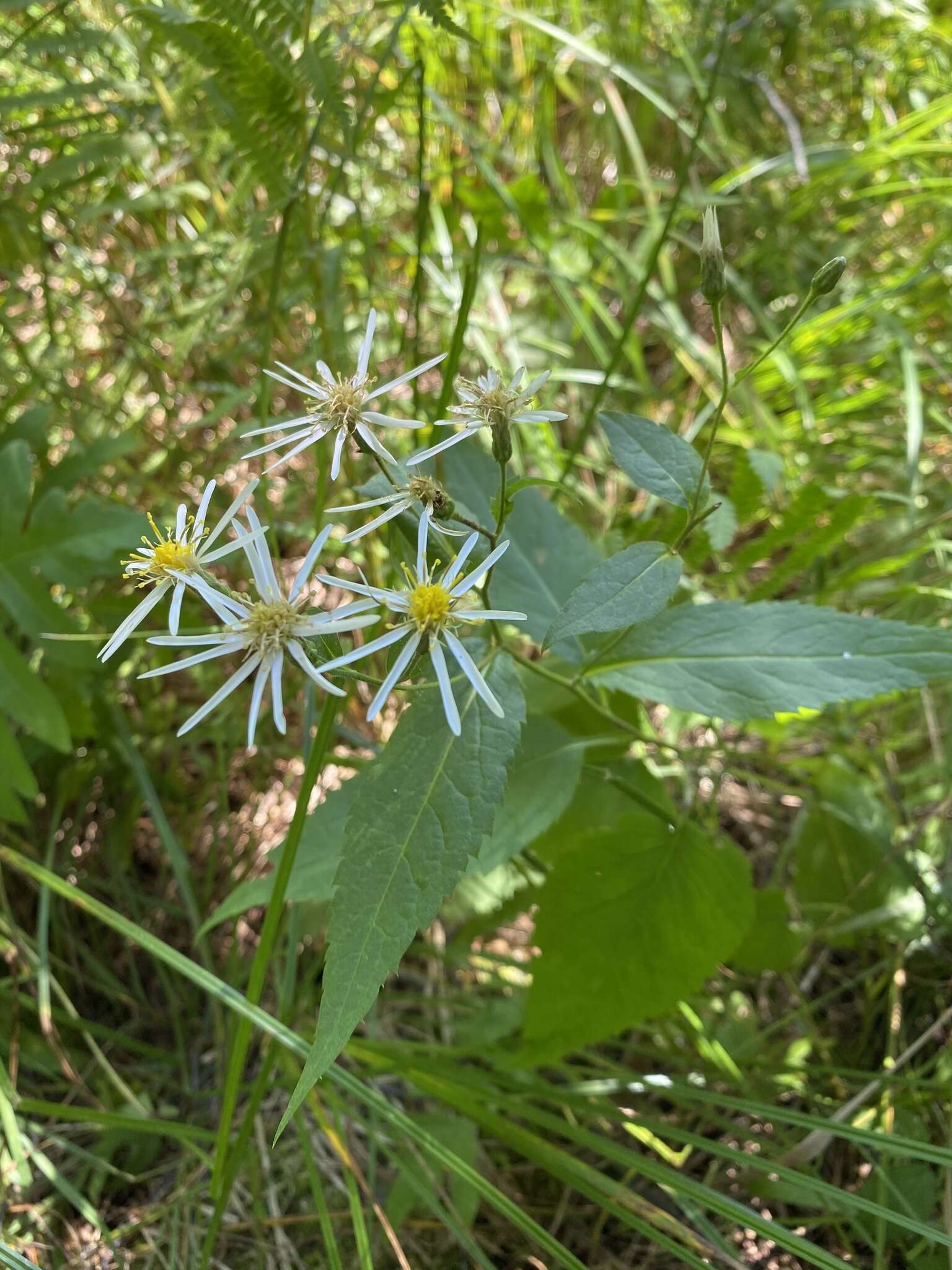 Sivun Eurybia furcata (E. S. Burgess) G. L. Nesom kuva