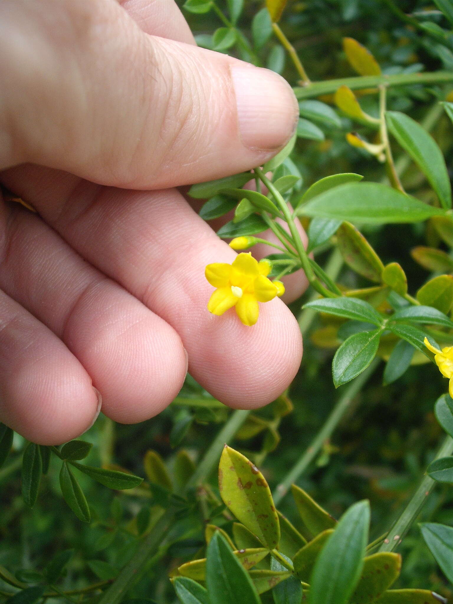 Image of Chrysojasminum humile (L.) Banfi