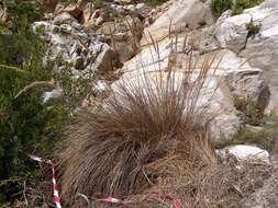 Image of Capeochloa cincta subsp. cincta