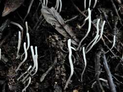 Clavaria redoleoalii R. H. Petersen 1988 resmi