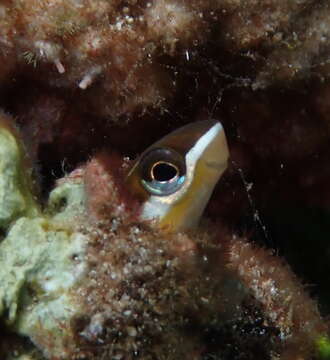 Image of Biting Blenny