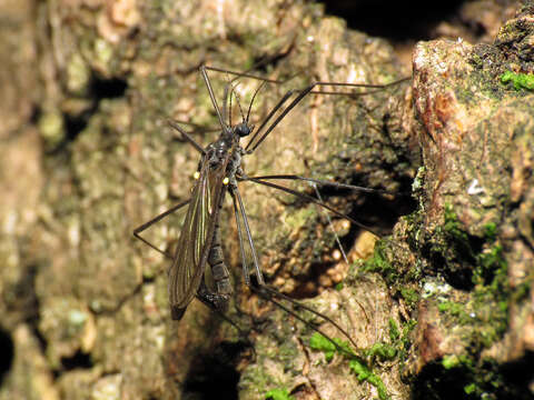 Image of Gnophomyia tristissima Osten Sacken 1860