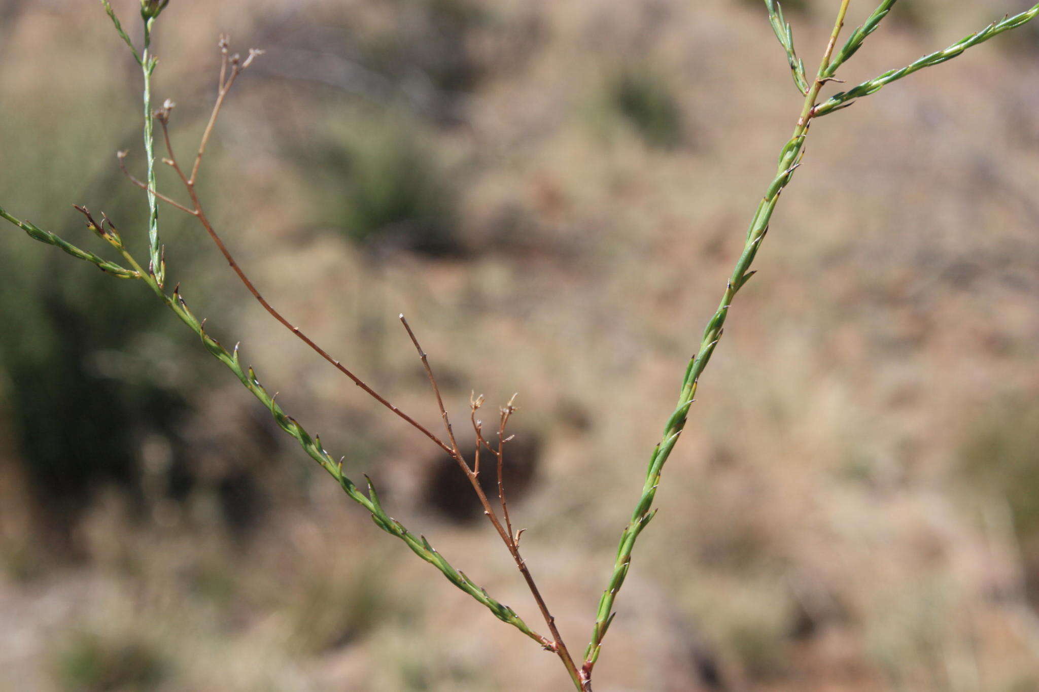 Image of Phymaspermum aciculare (E. Mey. ex Harv.) Benth. & Hook. fil.