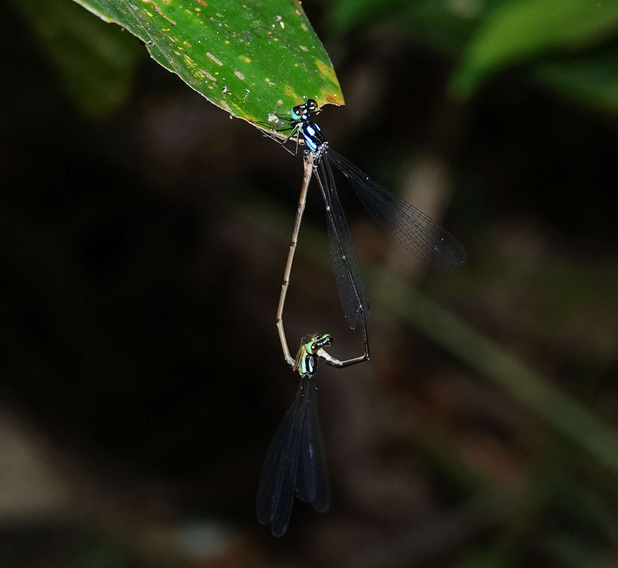 Imagem de Coeliccia bimaculata Laidlaw 1914