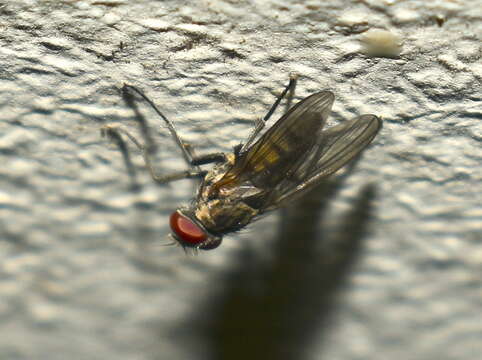 Image of Little House Fly