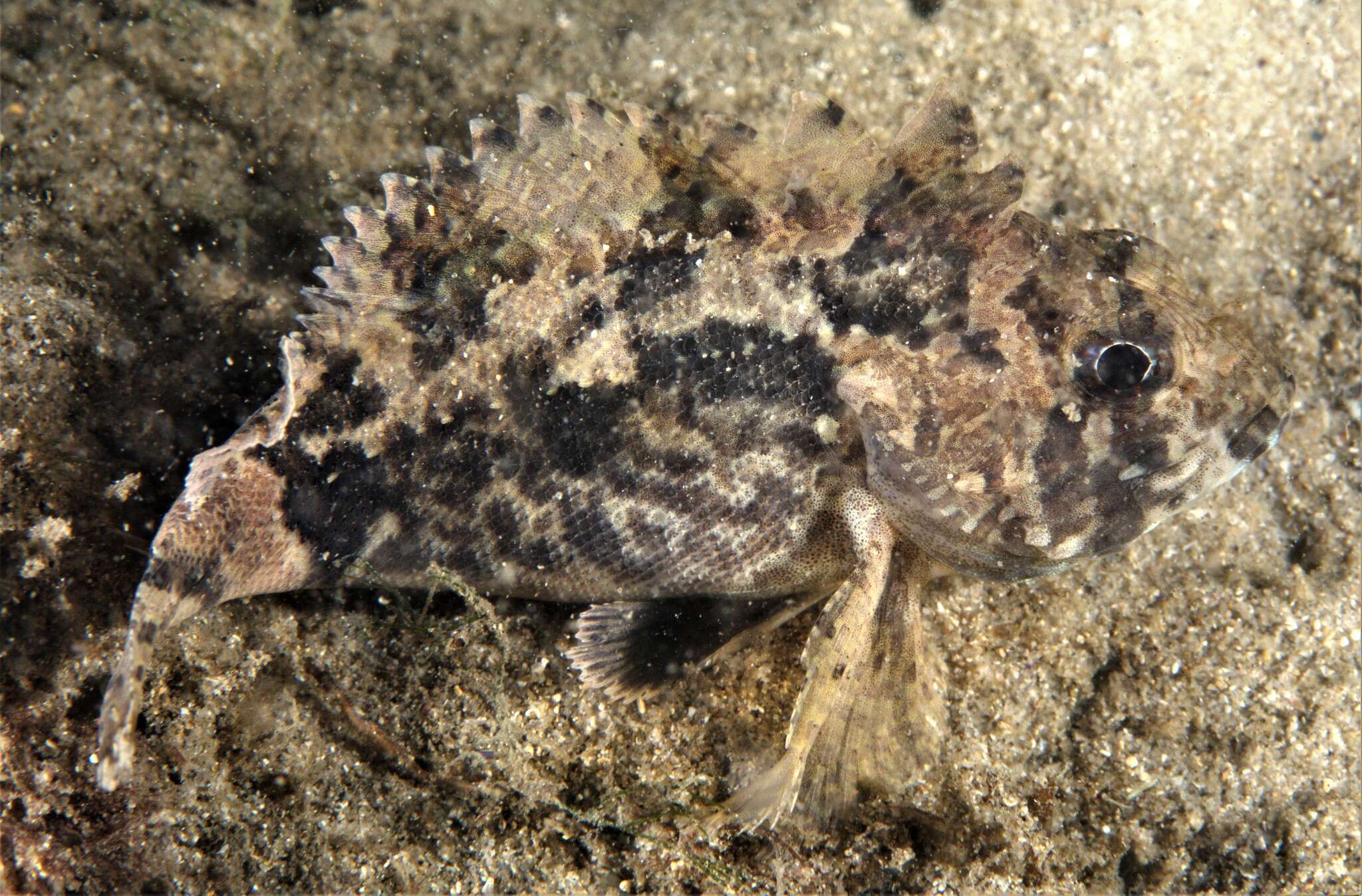 Слика од Centropogon marmoratus Günther 1862