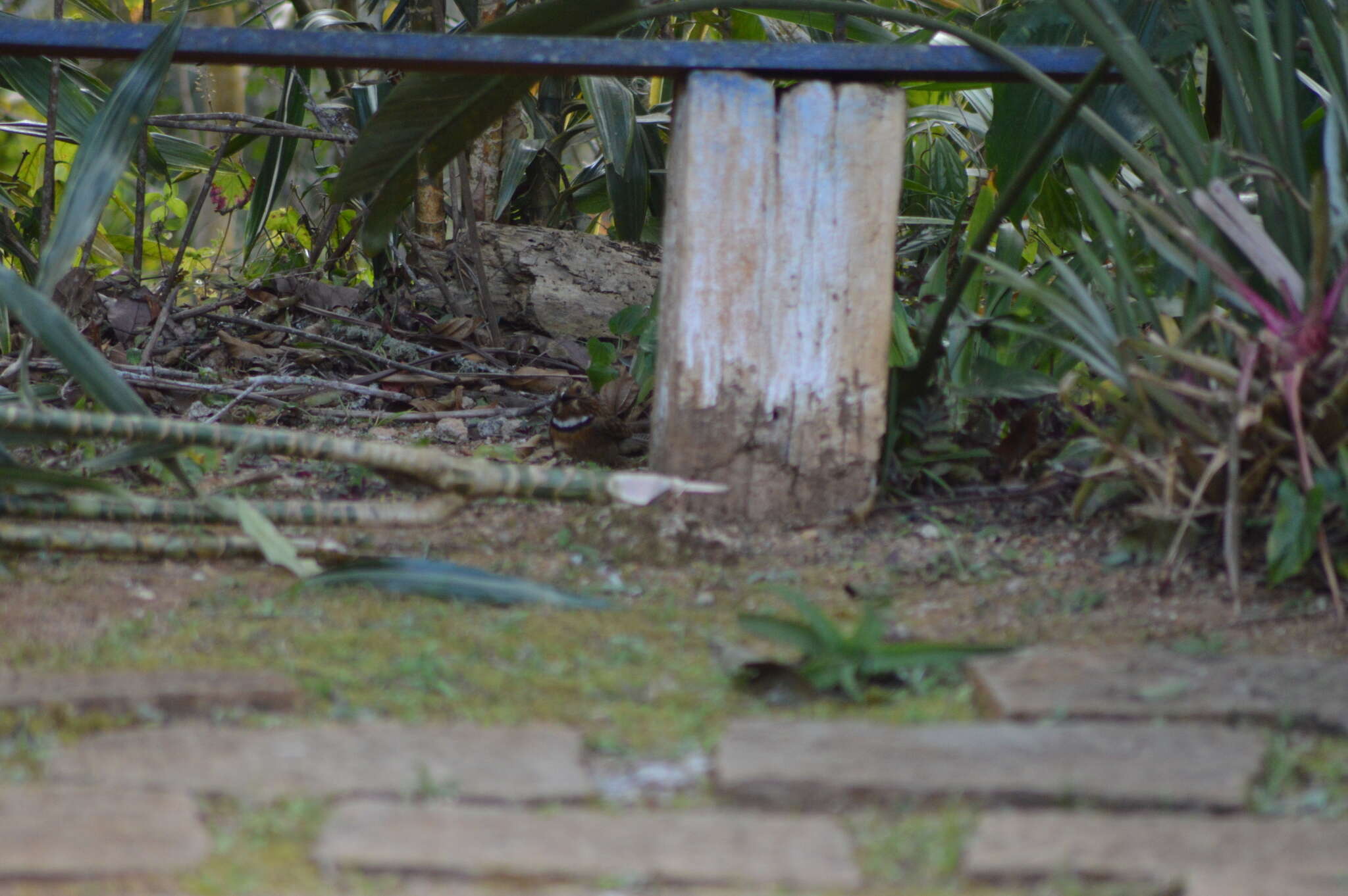 Image of Crescent-chested Puffbird