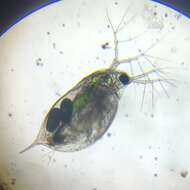 Image of Water Flea