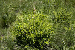 Imagem de Endostemon obtusifolius (E. Mey.) N. E. Br.