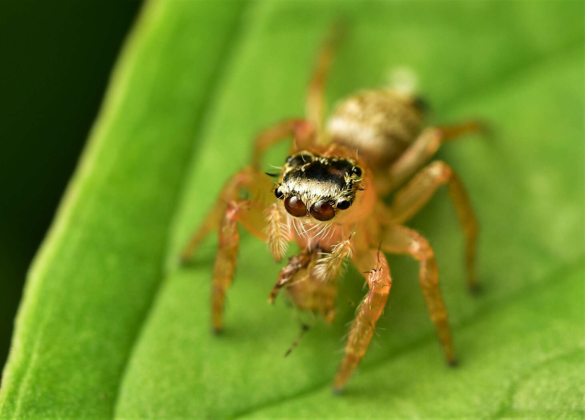 Image of Evarcha flavocincta (C. L. Koch 1846)