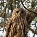 Image de Ninox connivens peninsularis Salvadori 1876