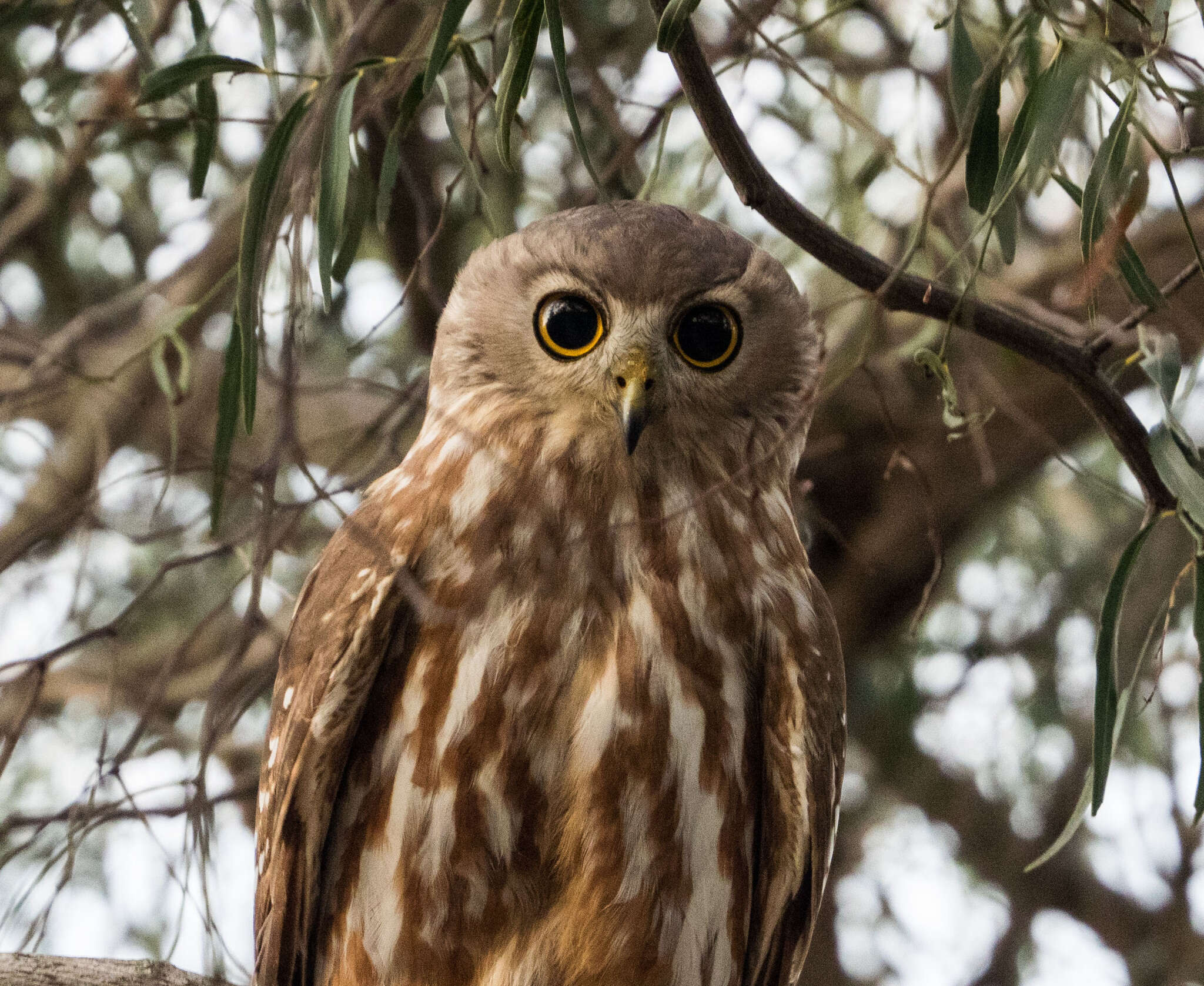 Image of Ninox connivens peninsularis Salvadori 1876